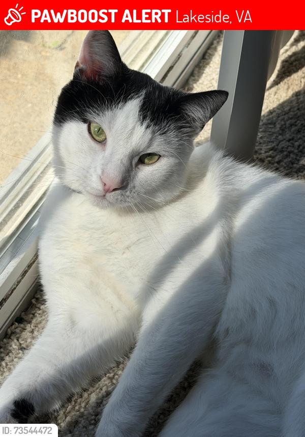 Lost Male Cat last seen Hilliard rd and galaxie rd, Lakeside, VA 23228