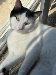Lost Male Cat last seen Hilliard rd and galaxie rd, Lakeside, VA 23228