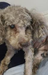 Lost Male Dog last seen Timberwilde Neighborhood, Spring, TX 77389