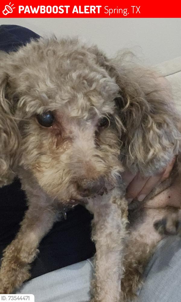 Lost Male Dog last seen Timberwilde Neighborhood, Spring, TX 77389