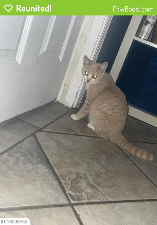 Reunited Female Cat last seen Round Lake Park, IL, USA, Round Lake Park, IL 60073