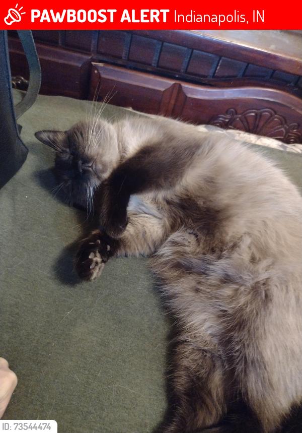 Lost Male Cat last seen Manker street, Indianapolis, IN 46203