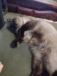 Lost Male Cat last seen Manker street, Indianapolis, IN 46203