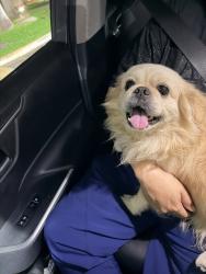 Reunited Male Dog last seen SW 61st Ln & SW 147th Ave, Kendale Lakes, FL 33183, USA, Kendall West, FL 33193