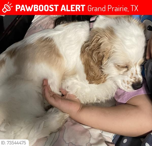 Lost Female Dog last seen 25th St, Grand Prairie, TX 75050