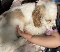 Lost Female Dog last seen 25th St, Grand Prairie, TX 75050