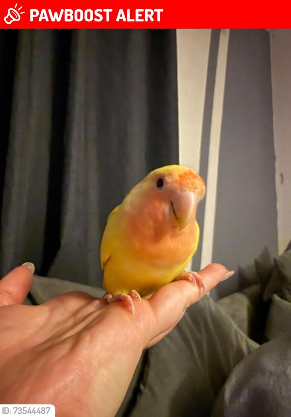 Lost Female Bird last seen Pound road, Surrey, England SM7 2HS