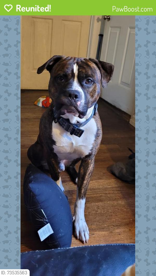 Reunited Male Dog last seen Jewell Ave at byron, Middletown, OH 45042