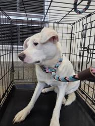 Shelter Stray Male Dog last seen Near BLOCK PEMAQUID ROAD, 3528 Newburg Rd, Louisville, KY 40218, USA