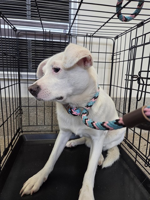 Shelter Stray Male Dog last seen Near BLOCK PEMAQUID ROAD, 3528 Newburg Rd, Louisville, KY 40218, USA