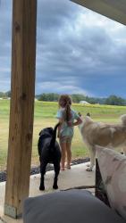 Reunited Female Dog last seen Near Grays Ln, Angier, NC 27501, USA, Angier, NC 27501