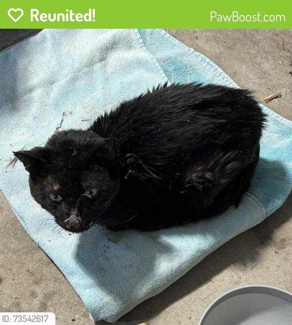 Reunited Unknown Cat last seen Near, Cumming, GA 30028