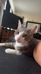 Lost Male Cat last seen D’Aubigny rd, Brantford, ON 