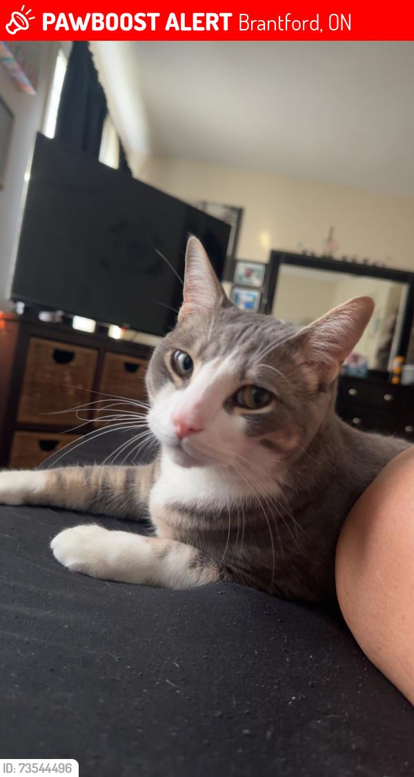 Lost Male Cat last seen D’Aubigny rd, Brantford, ON 