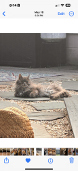 Lost Male Cat last seen providence rd, Chesapeake, VA 23325