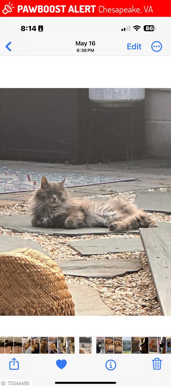 Lost Male Cat last seen providence rd, Chesapeake, VA 23325
