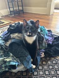 Reunited Female Cat last seen N Hickory Valley Road, Hundley Road, Chattanooga, TN 37416