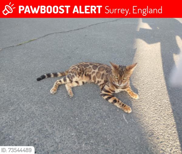 Lost Female Cat last seen Near egham fire station, Surrey, England 