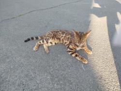 Lost Female Cat last seen Near egham fire station, Surrey, England 