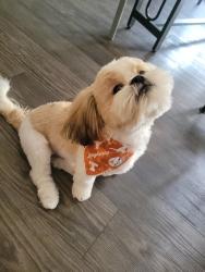 Reunited Male Dog last seen Slaughter ln and S.First st., Austin, TX 78748