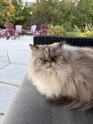 Lost Male Cat last seen Grey rd 40 and hwy 26, Thornbury, ON 