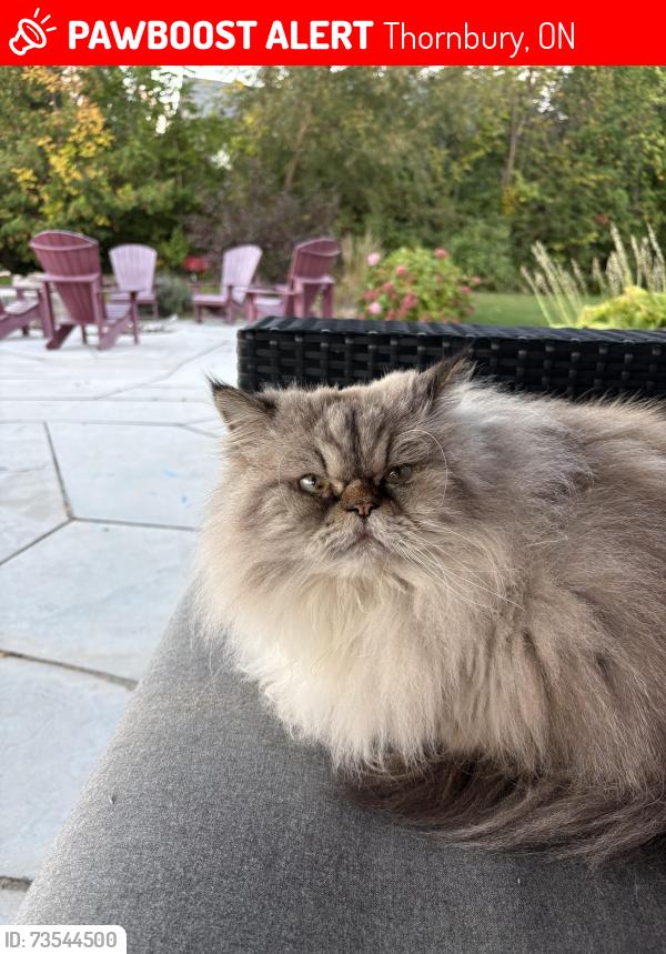 Lost Male Cat last seen Grey rd 40 and hwy 26, Thornbury, ON 