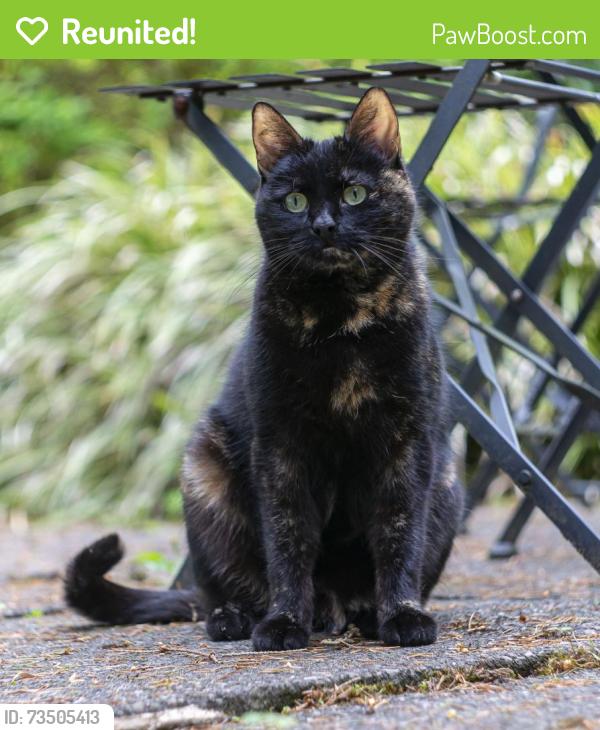 Reunited Female Cat last seen Rosebank, ML8 area, Dalserf, Scotland 