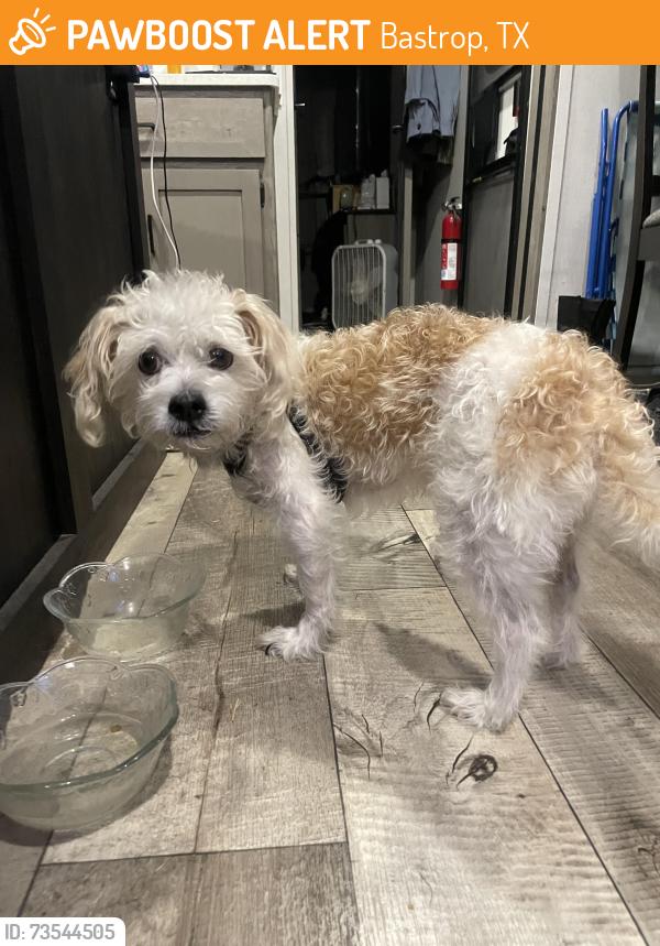 Found/Stray Male Dog last seen Bastrop RV park off of FM 20, Bastrop, TX 78602