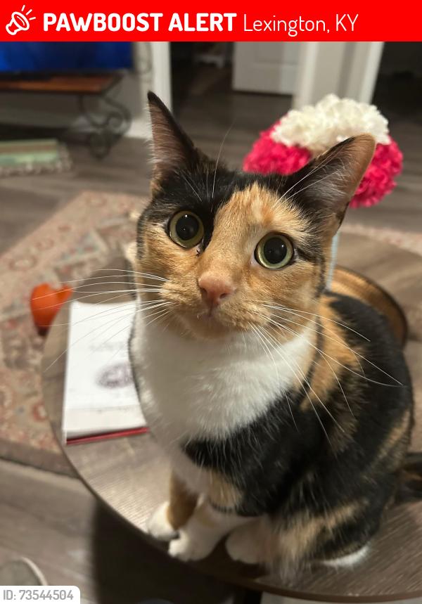 Lost Female Cat last seen Georgetown Road and Kearney Ridge Blvd., Lexington, KY 40511