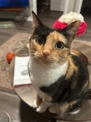 Lost Female Cat last seen Georgetown Road and Kearney Ridge Blvd., Lexington, KY 40511