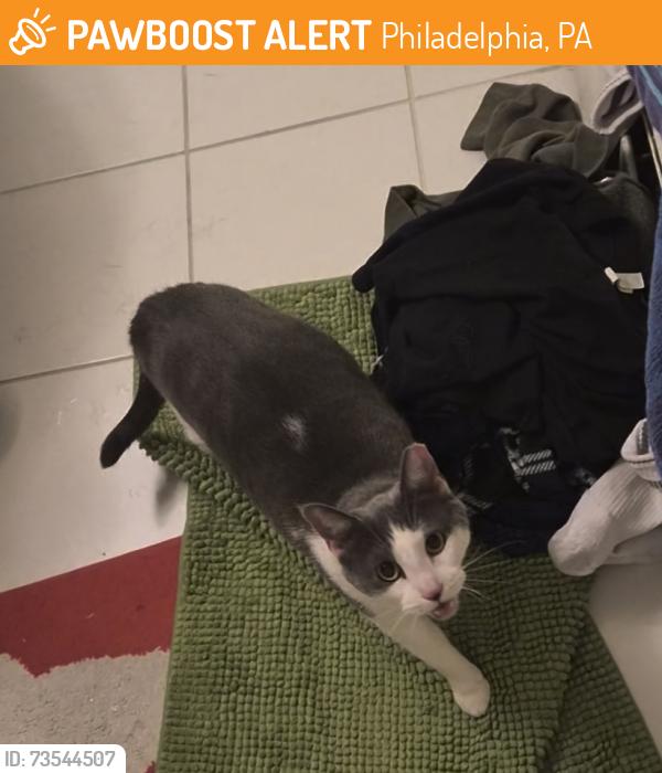 Found/Stray Unknown Cat last seen Near Ridge Ave, Philadelphia, PA 19128