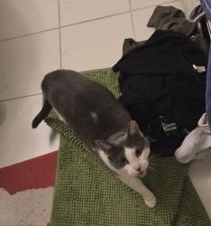 Found/Stray Unknown Cat last seen Near Ridge Ave, Philadelphia, PA 19128