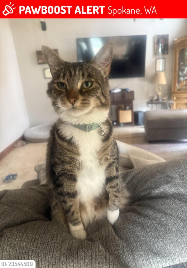 Lost Male Cat last seen Hayford, Spokane, WA 99224