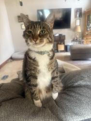 Lost Male Cat last seen Hayford, Spokane, WA 99224