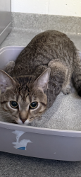 Found/Stray Male Cat last seen Mott St, Arlington, MA 02474