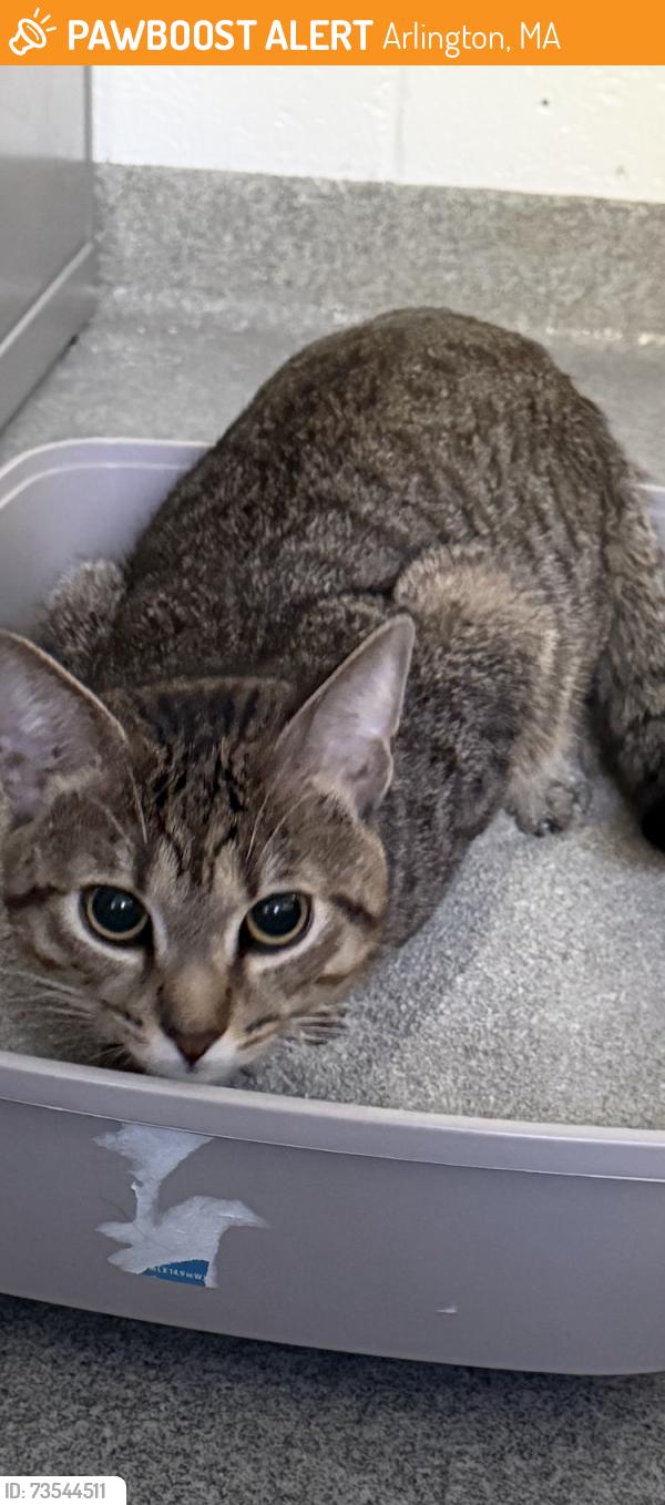 Found/Stray Male Cat last seen Mott St, Arlington, MA 02474