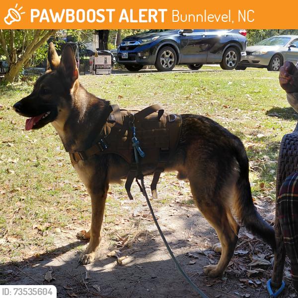 Found/Stray Male Dog last seen Hwy 210 Bunnlevel NC, Bunnlevel, NC 28323