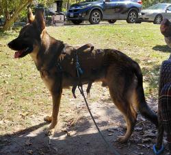 Found/Stray Male Dog last seen Hwy 210 Bunnlevel NC, Bunnlevel, NC 28323