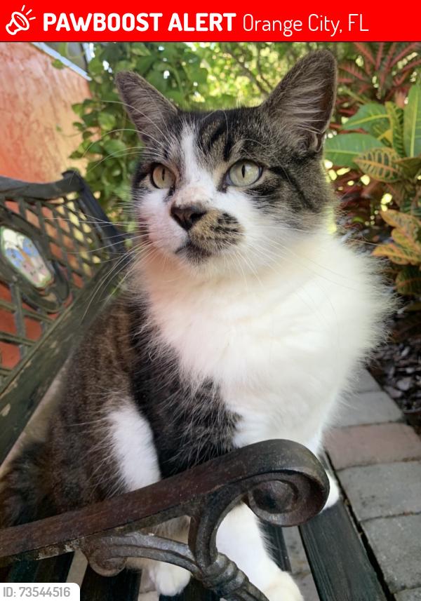 Lost Male Cat last seen East blue springs avenue, Orange City, FL 32763