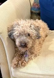 Lost Male Dog last seen Beulah & Atwood, Wolf Trap, VA 22182