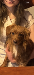 Lost Male Dog last seen Parmelia drive, Taylors Lakes, VIC 3038