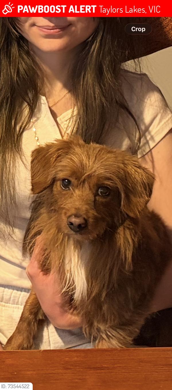 Lost Male Dog last seen Parmelia drive, Taylors Lakes, VIC 3038