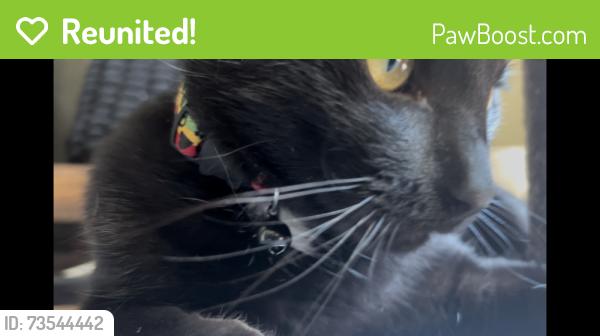 Reunited Male Cat last seen Scenic Dr cross streets are Broadway and Rosedale, Longview, TX 75604