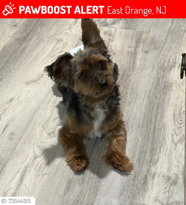 Lost Male Dog last seen Oak St. and Central Ave., East Orange, NJ 07018