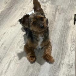 Lost Male Dog last seen Oak St. and Central Ave., East Orange, NJ 07018