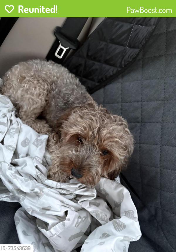Reunited Female Dog last seen Bruce B Downs and County Line Rd in New Tampa/Wesley Chapel, Tampa, FL 33647