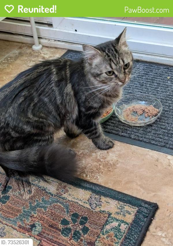 Reunited Female Cat last seen Fairfield Drive, Wilmington, DE, New Castle County, DE 19810