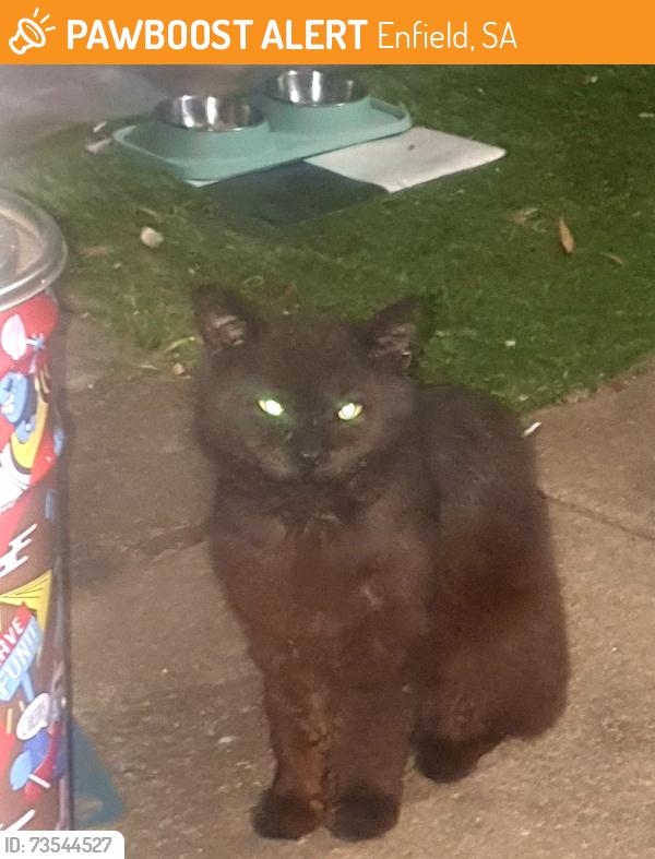 Found/Stray Male Cat last seen Main north road, Enfield, SA 5085