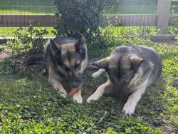 Reunited Female Dog last seen Charleston Valley drive, Mason, OH 45040