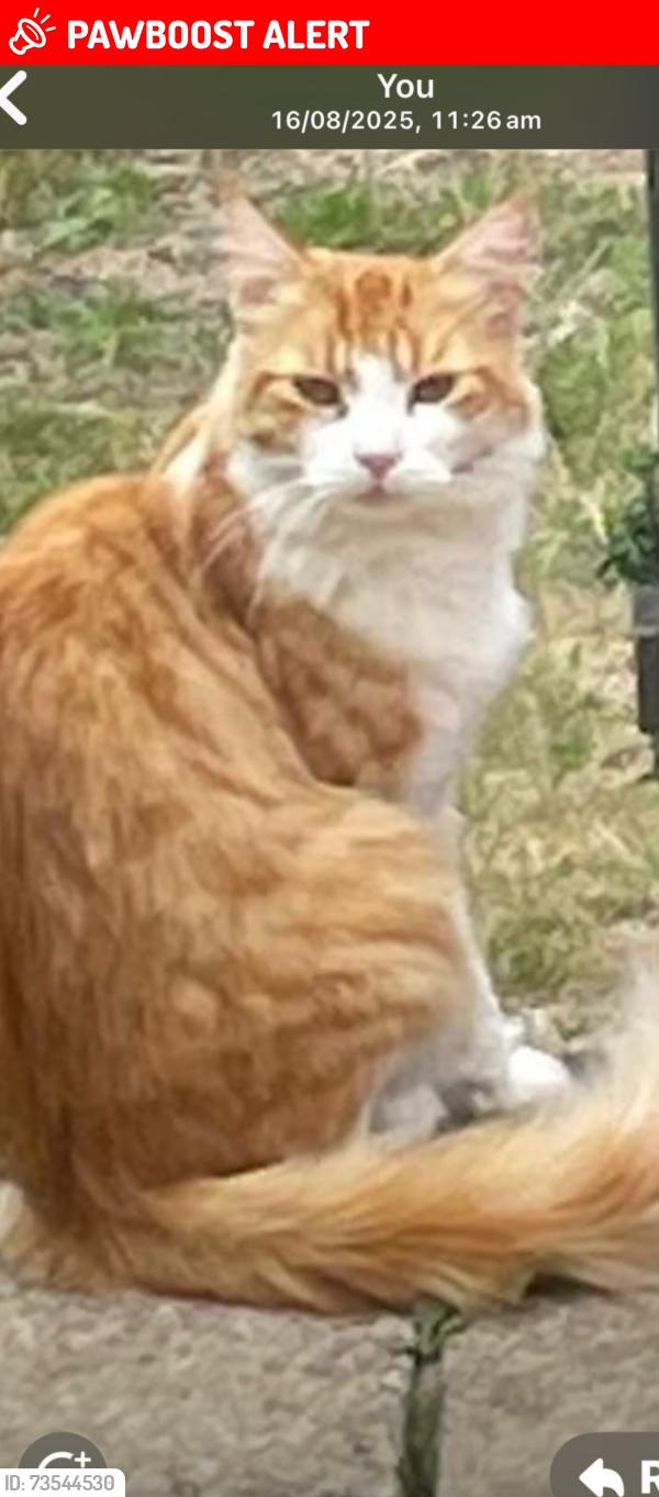 Lost Male Cat last seen Bligh way area, Medway, England ME2 2XU